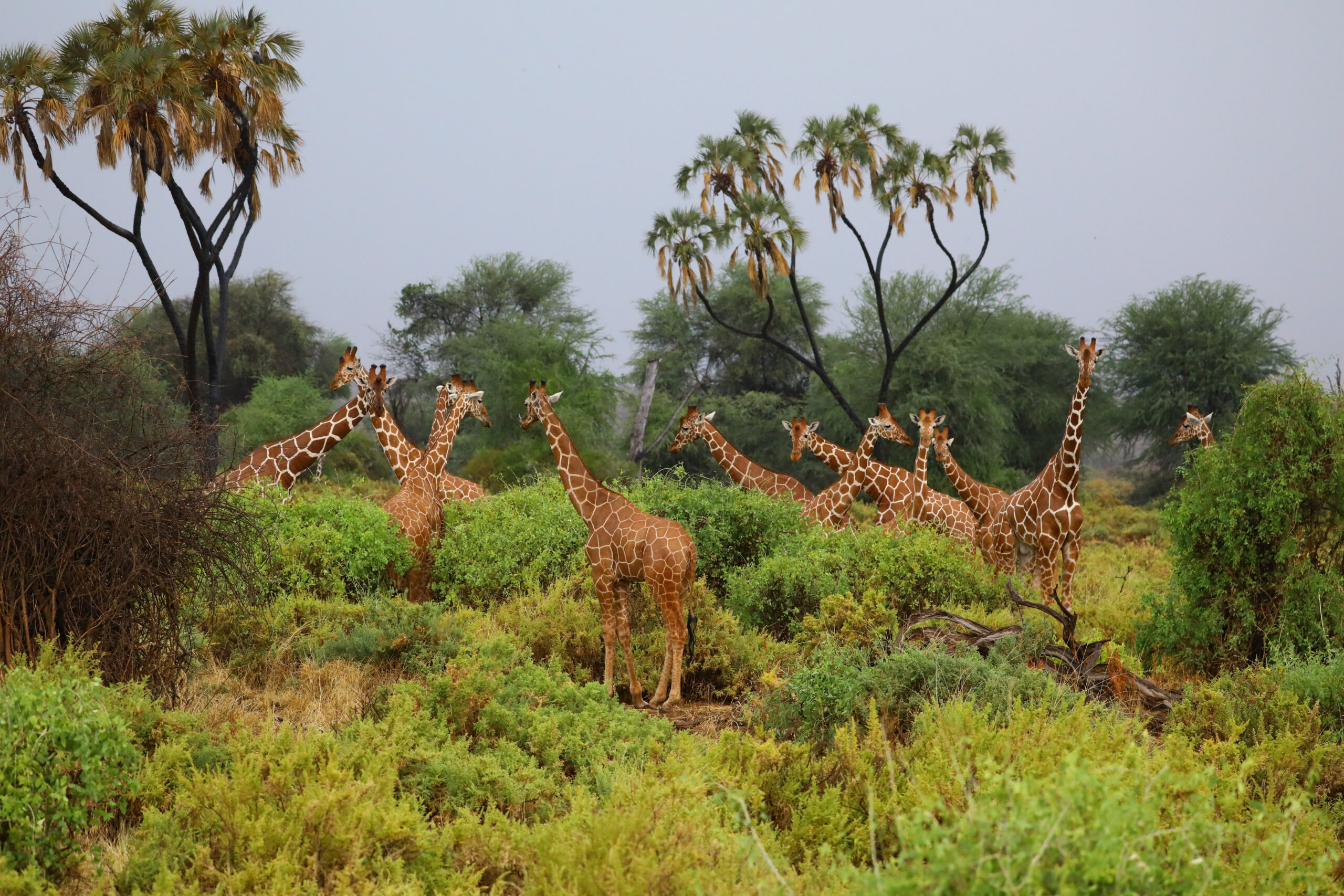 tower of giraffes gathered around bushes in an open woodlan